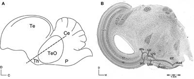 The Medial Ventrothalamic Circuitry: Cells Implicated in a Bimodal Network
